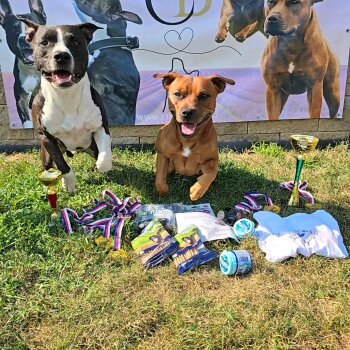 Cupid Crazy Smile a&nbsp;Bernard Hopkins Staffberry